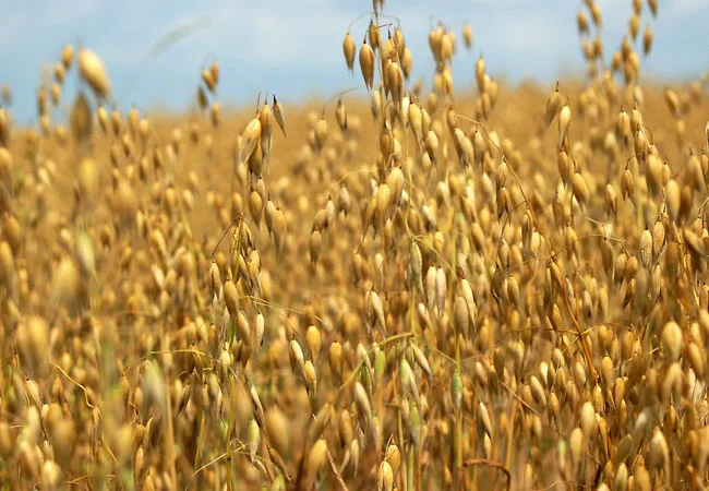 Avena Julieta INTA
